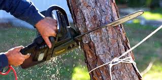 Best Palm Tree Trimming  in Sun Valley, ID