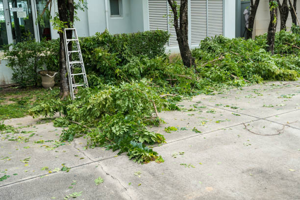 How Our Tree Care Process Works  in  Sun Valley, ID