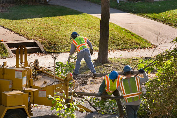 Best Stump Grinding and Removal  in Sun Valley, ID